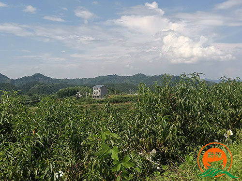 黔陽瞐黔陽黃桃產業園6 黔陽瞐黔陽黃桃產業園6